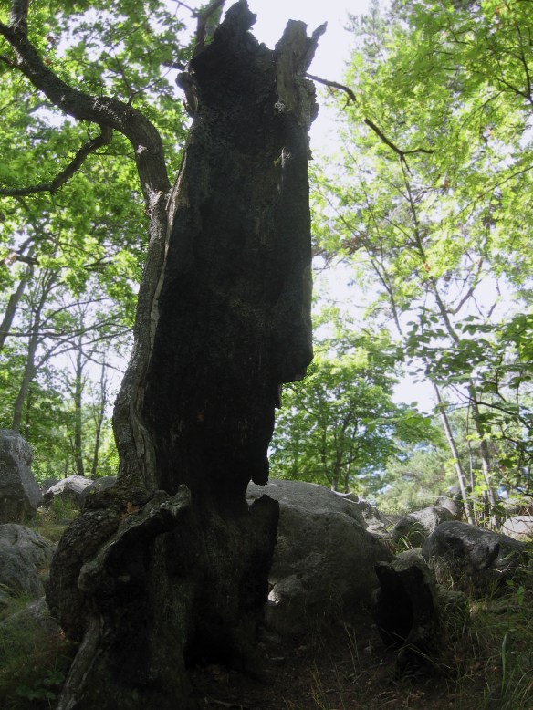 Ett träd i Nacka naturreservat, slagen av blixten men vackert ändå, fotograferat av min sambo.