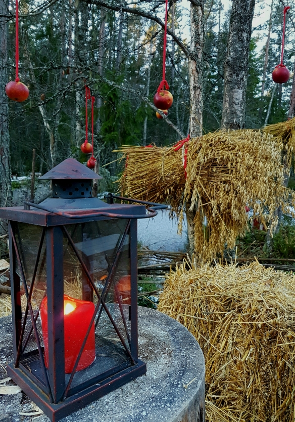Julkärve i Trolska skogen, Hälsingland
