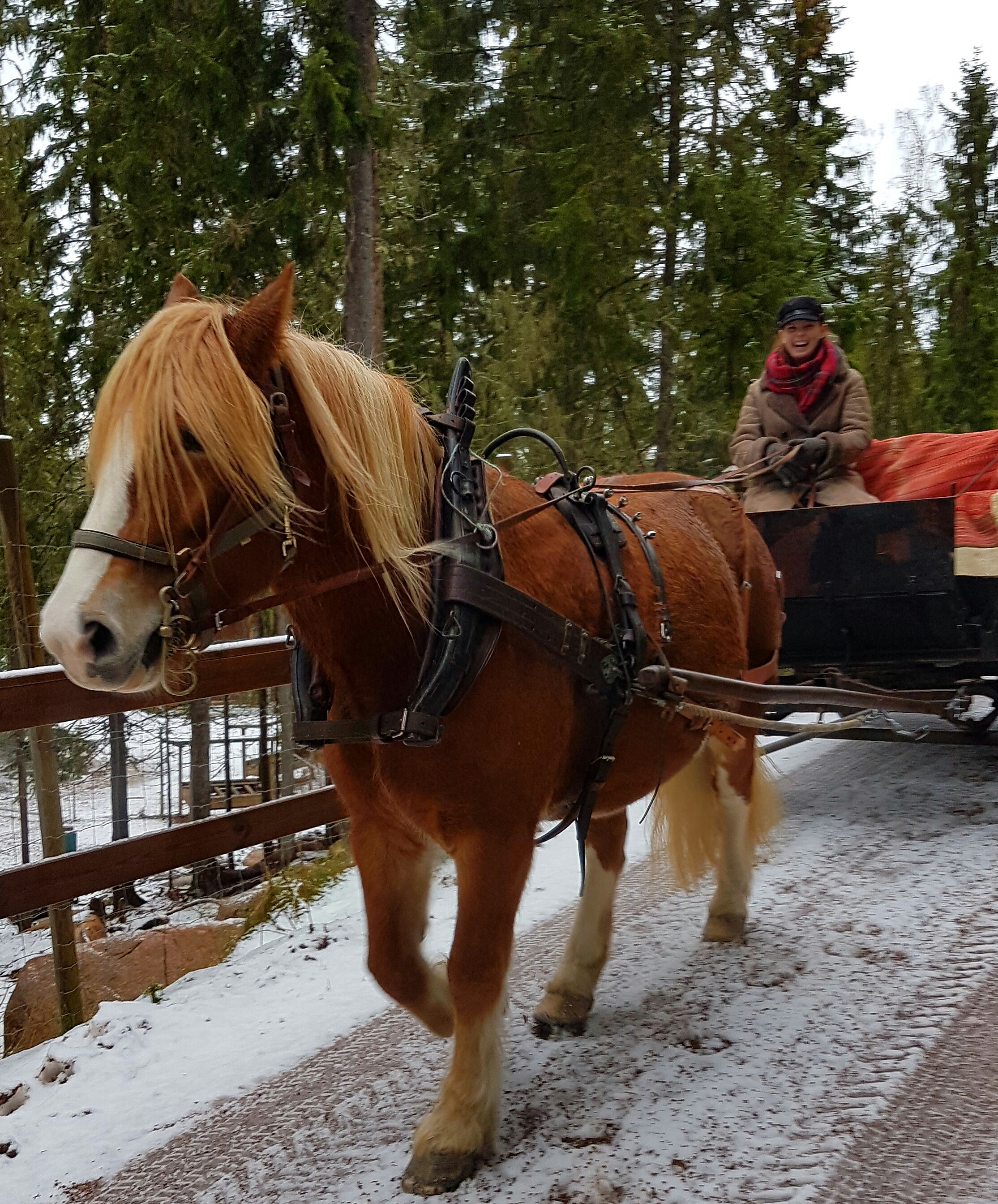 Snickars Emelie Eriksson kör med en av sina hästar på Tomteland